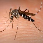 Latina, luoghi e orari della disinfestazione dalle zanzare