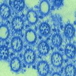 Cina: individuato un virus influenzale potenzialmente pandemico