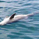 Ritrovato delfino morto sulla spiaggia di Latina