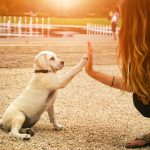 Oggi si celebra la giornata mondiale del cane