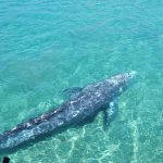 Wally, la balena che fu avvistata a Ponza, rischia di morire