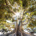 I bambini sono come gli alberi, vanno curati affinchè essi possano crescere.